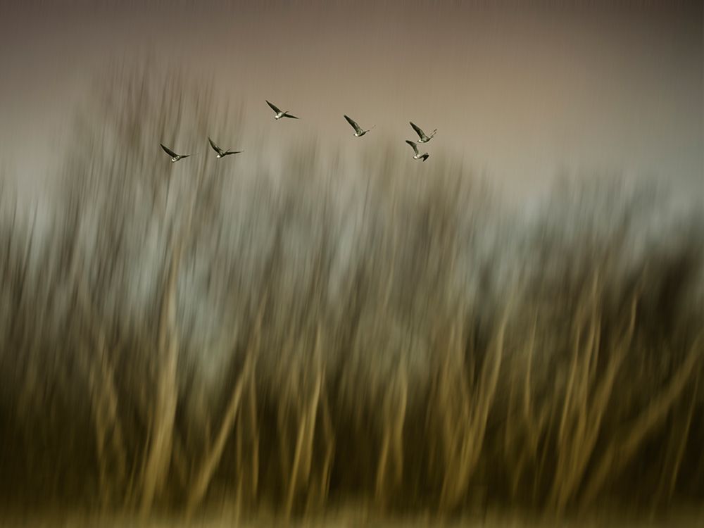 Early Spring Vision... art print by Yvette Depaepe for $57.95 CAD