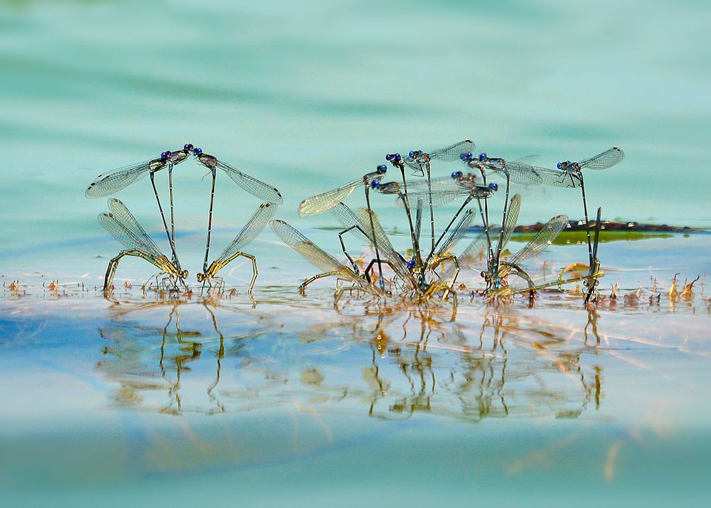 Little Dragonfly Mating art print by Rob Li for $57.95 CAD