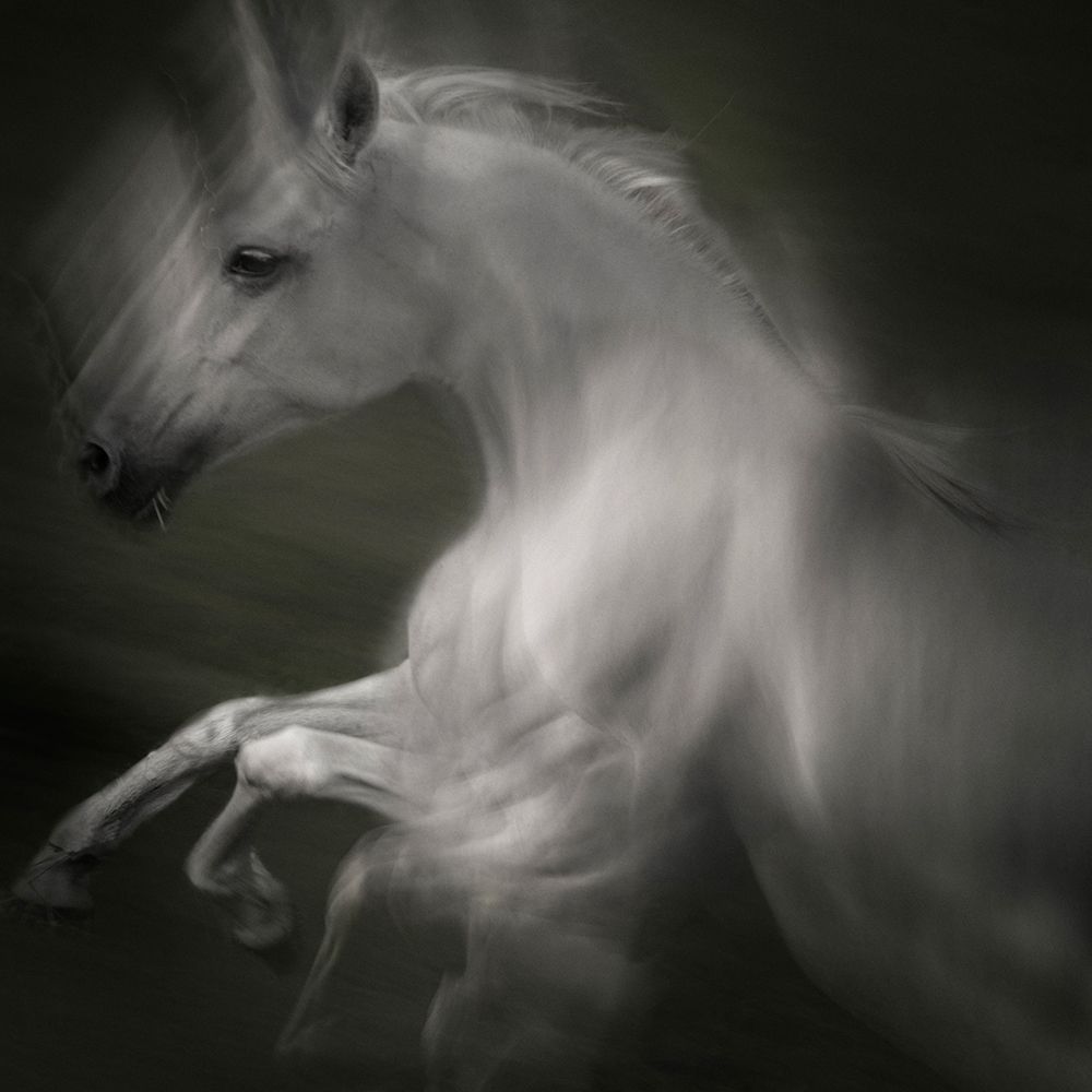 Horse of power art print by Milan Malovrh for $57.95 CAD