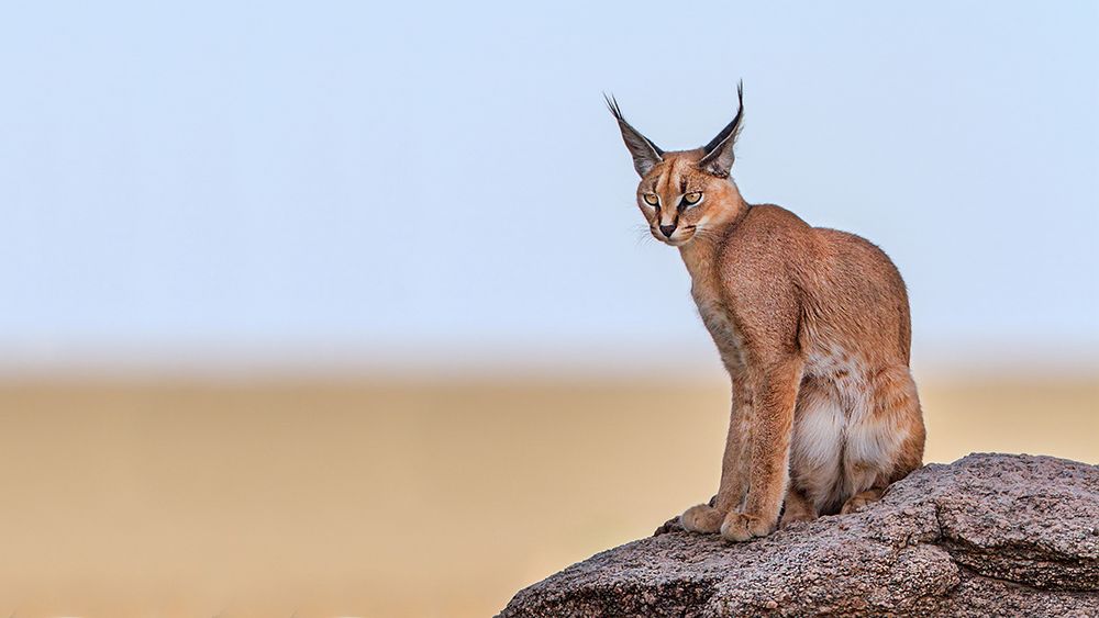 Caracal On Mars art print by Alessandro Catta for $57.95 CAD