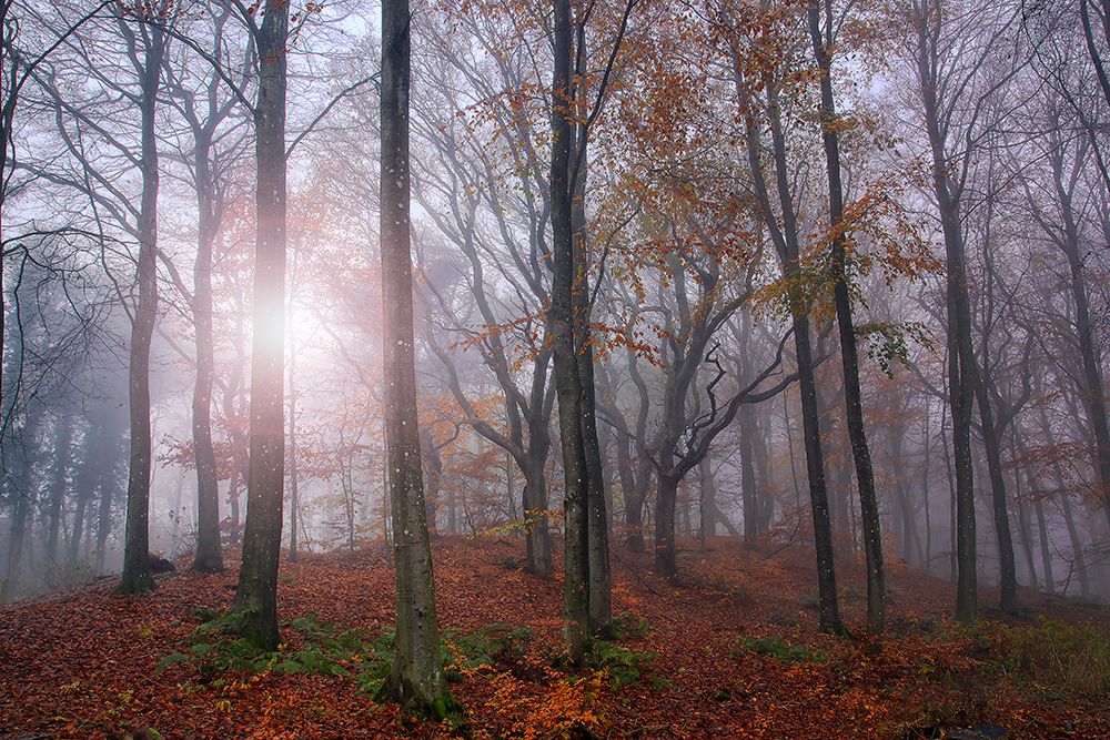 Just Forest. art print by Leif Londal for $57.95 CAD