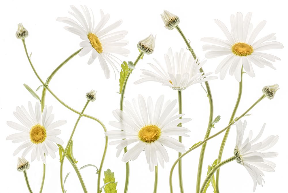 Ox Eye Daisies art print by Mandy Disher for $57.95 CAD