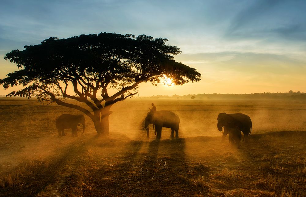 Morning Elephant Home Town art print by Saravut Whanset for $57.95 CAD