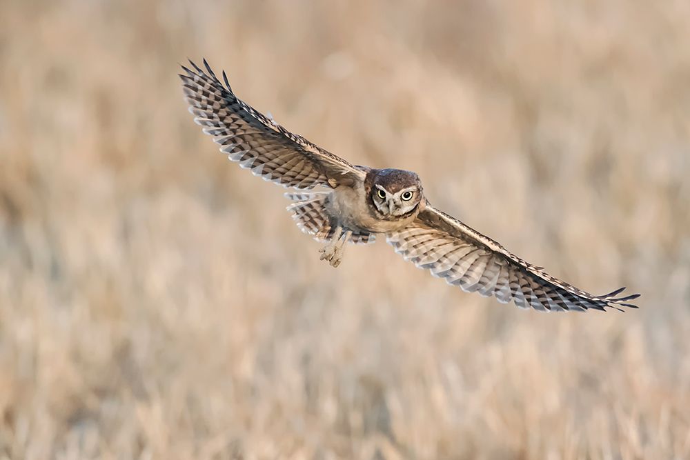 Baby Burrowing Owl art print by Phillip Chang for $57.95 CAD