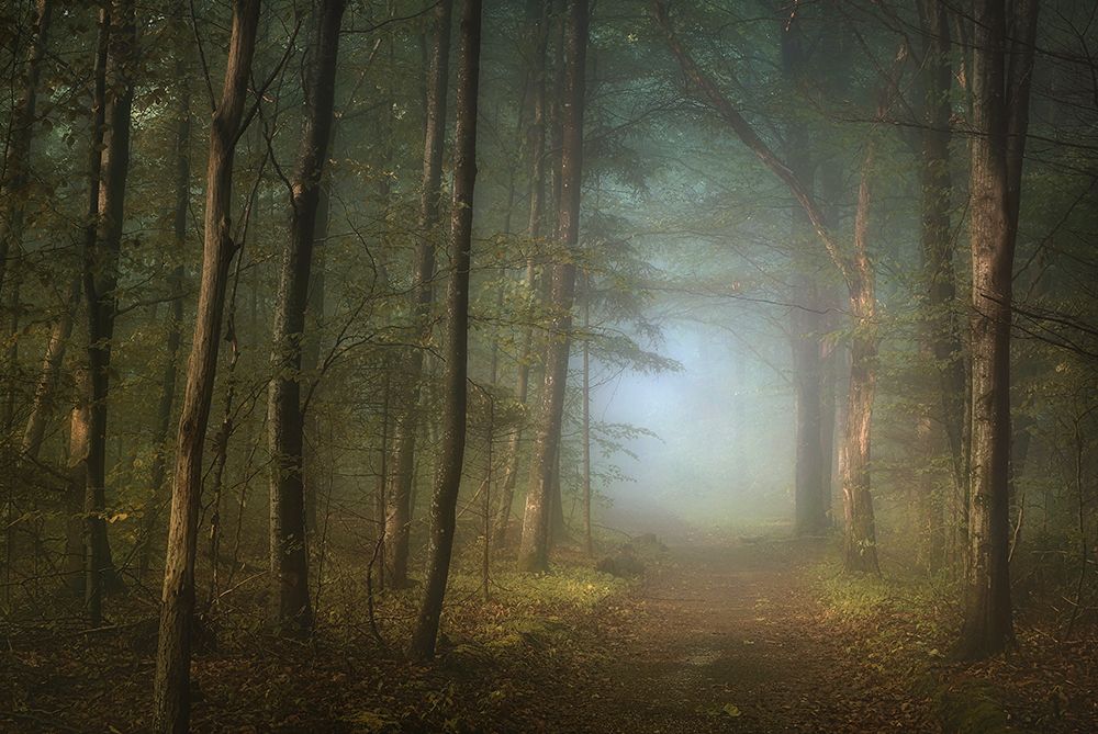 forest pathway art print by Norbert Maier for $57.95 CAD