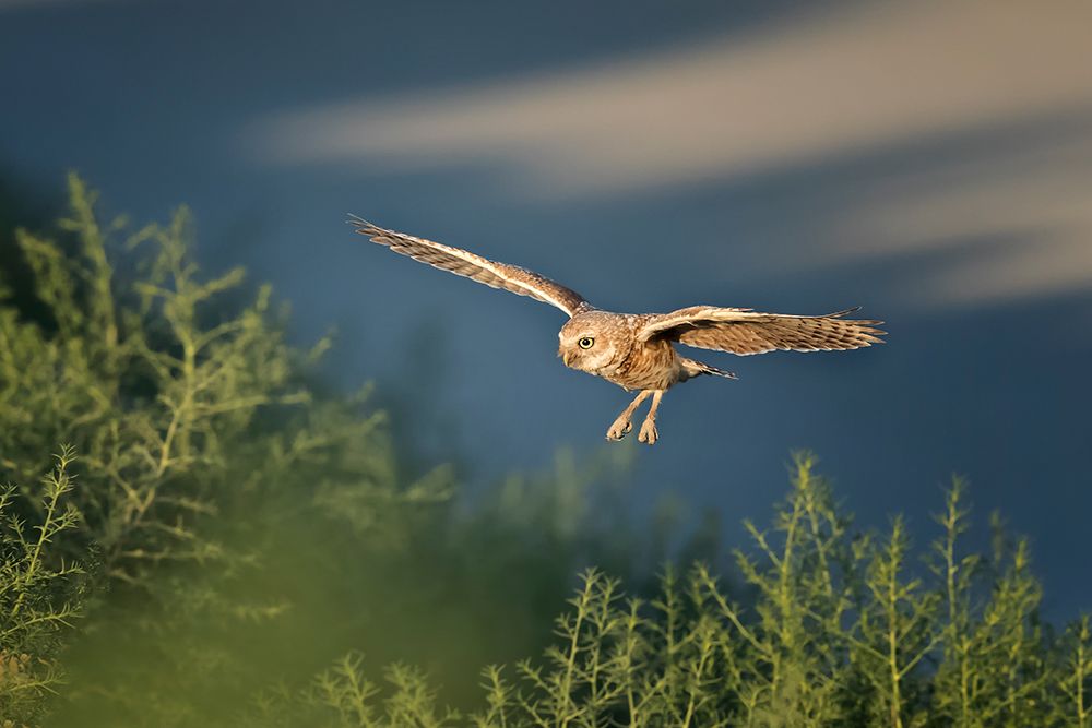 Burrowing owl art print by Phillip Chang for $57.95 CAD