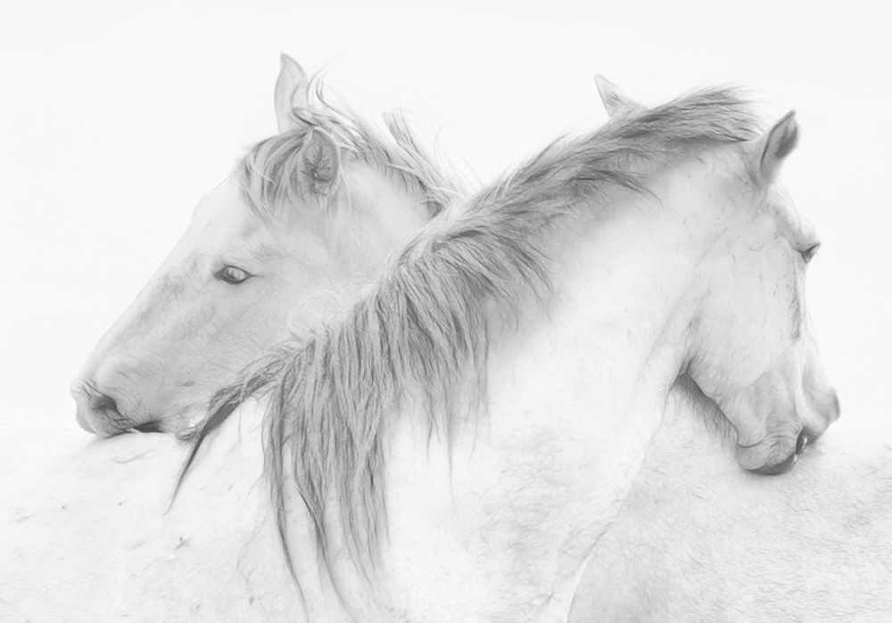 Horses art print by Marie-Anne Stas for $57.95 CAD