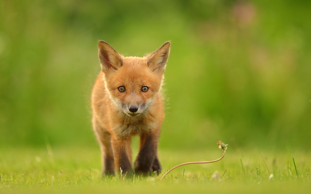 Baby Red Fox art print by Assaf Gavra for $57.95 CAD