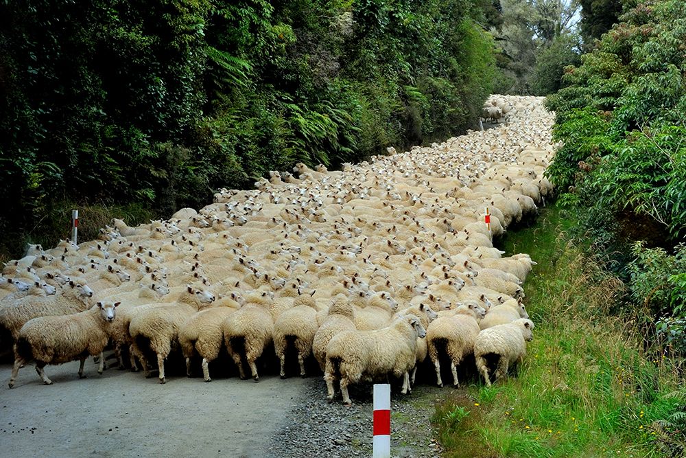 Sheep River art print by Yair Tzur for $57.95 CAD