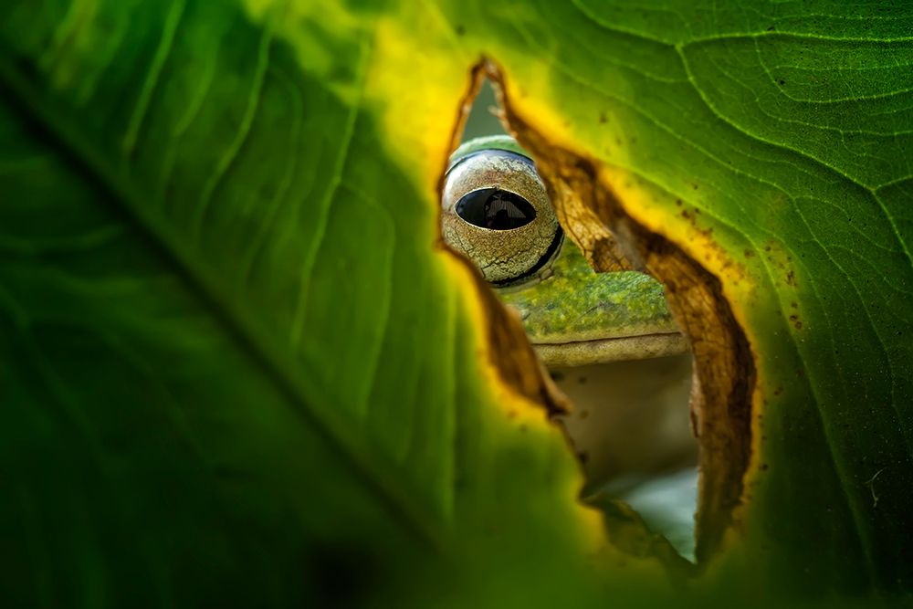 Peeking Frog art print by Fauzan Maududdin for $57.95 CAD