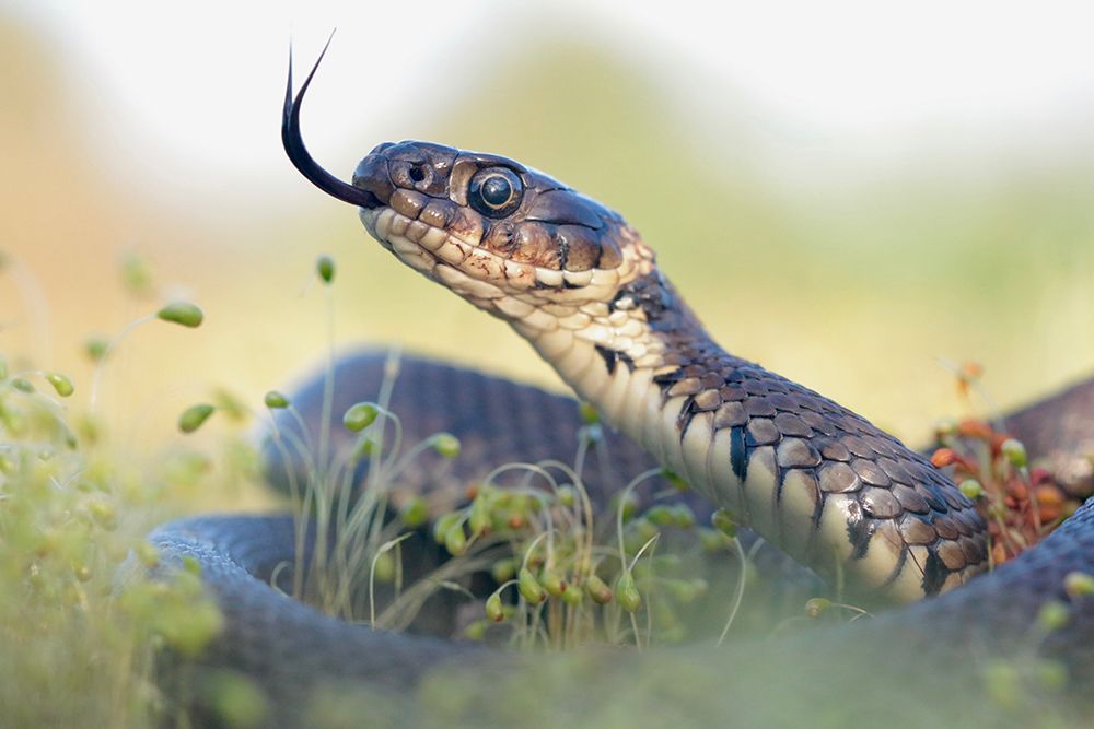 Grass Snake Portrait art print by Tristan Vratil for $57.95 CAD