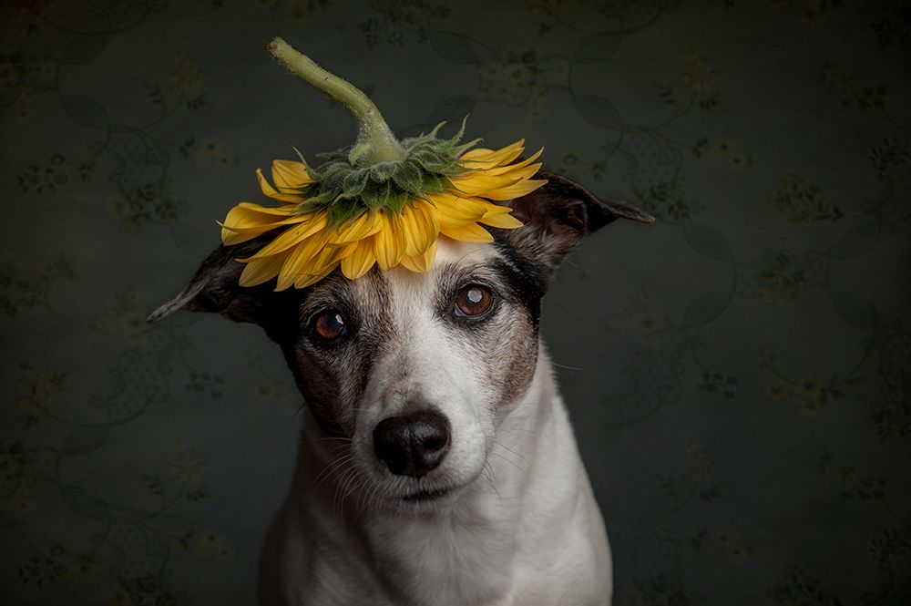 Does She Realize She Looks Like A Sunflower.... art print by Heike Willers for $57.95 CAD