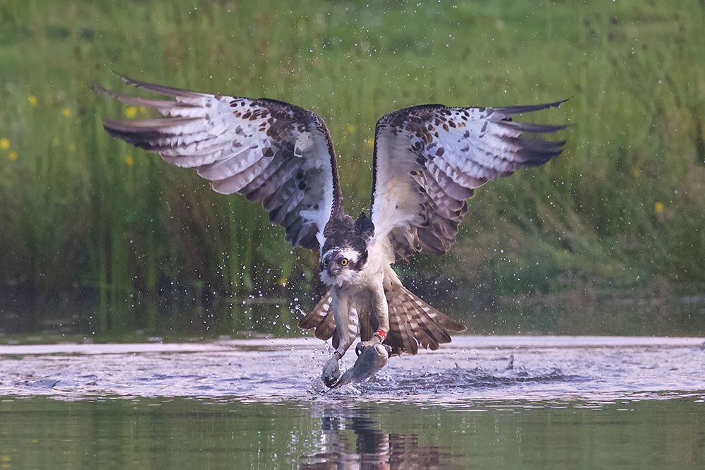 Osprey art print by Ray Cooper for $57.95 CAD