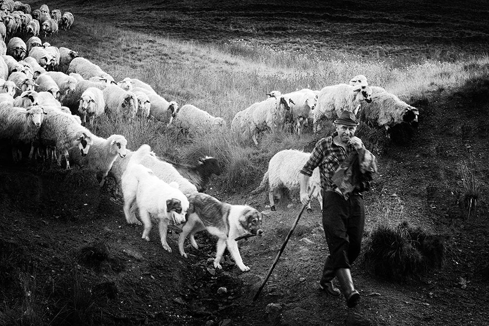 Transhumance art print by Sebastian Vasiu for $57.95 CAD