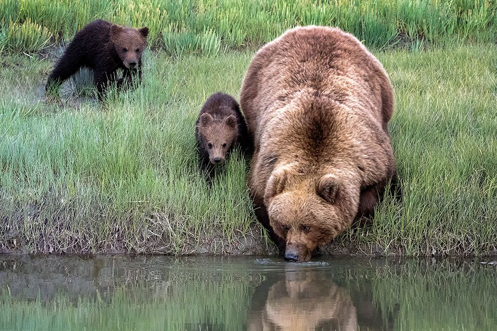 Thirsty work art print by Renee Doyle for $57.95 CAD