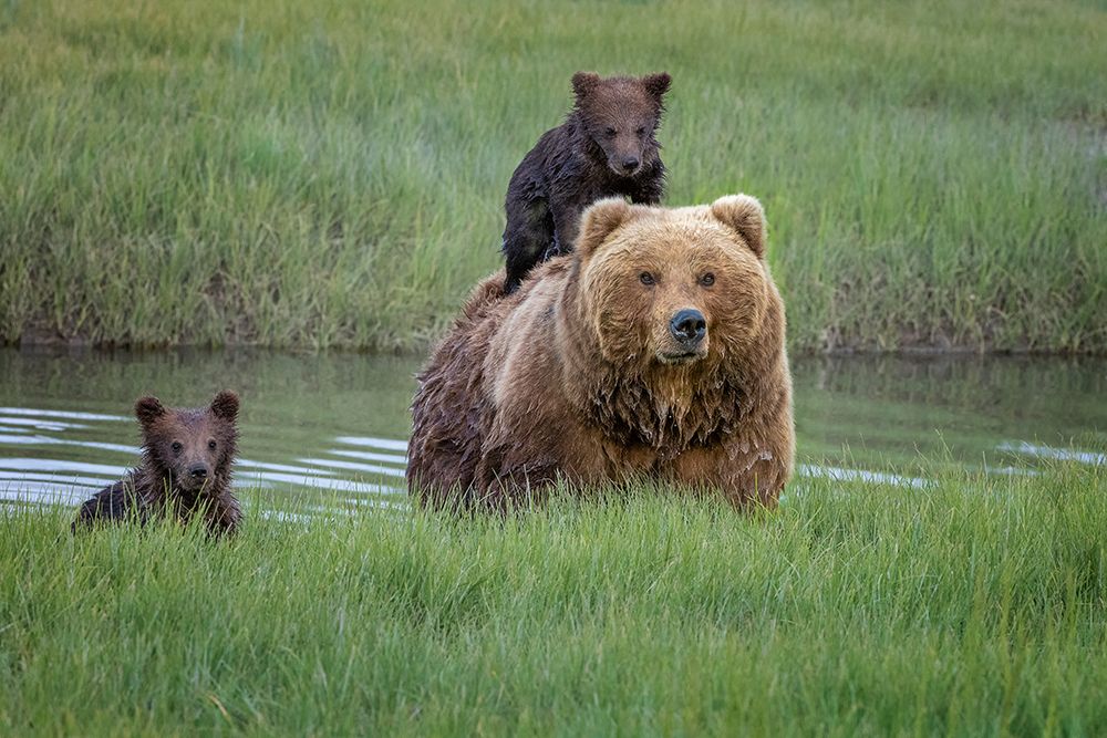 Hanging with Mum art print by Renee Doyle for $57.95 CAD