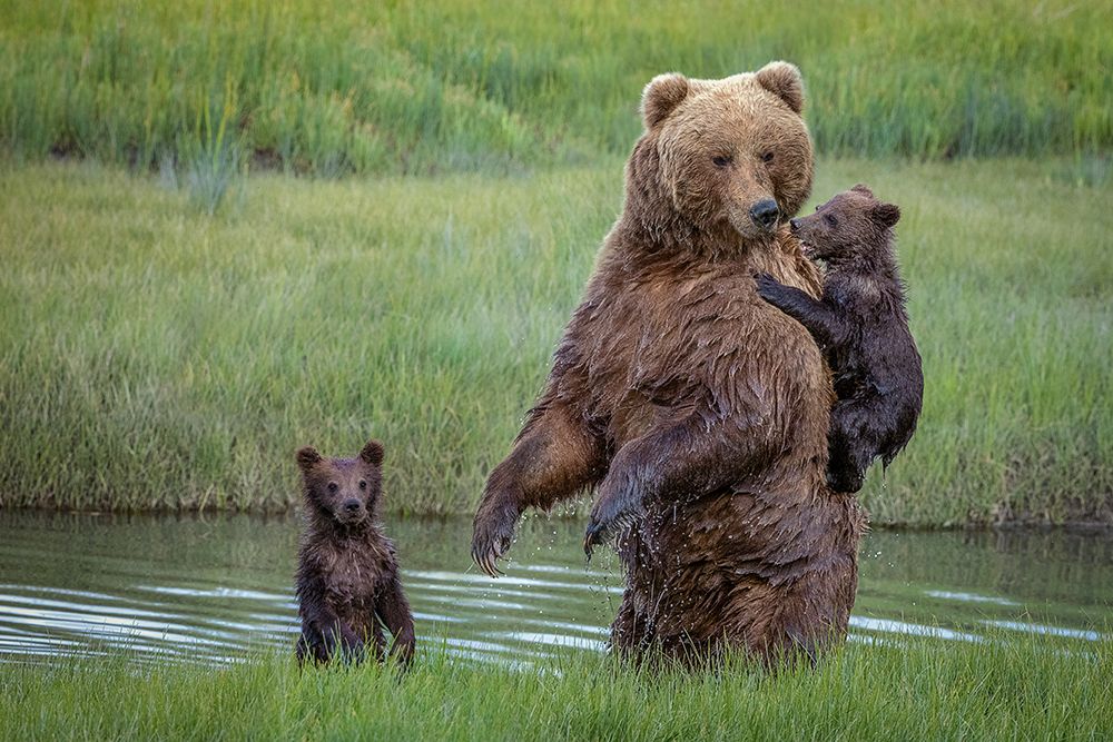 Standing Proud art print by Renee Doyle for $57.95 CAD