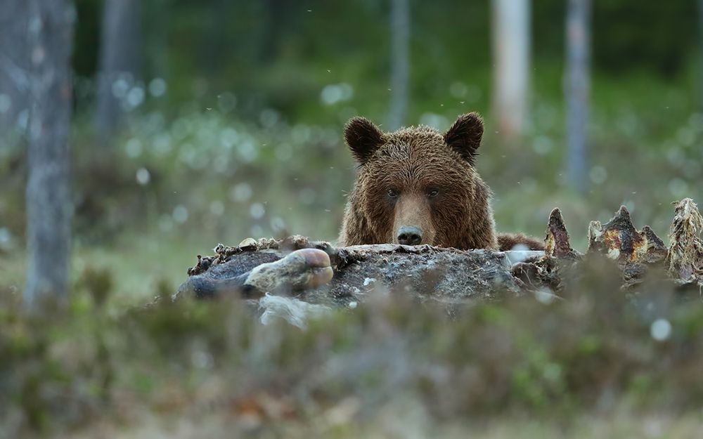 Beware - Brown Bear art print by Assaf Gavra for $57.95 CAD