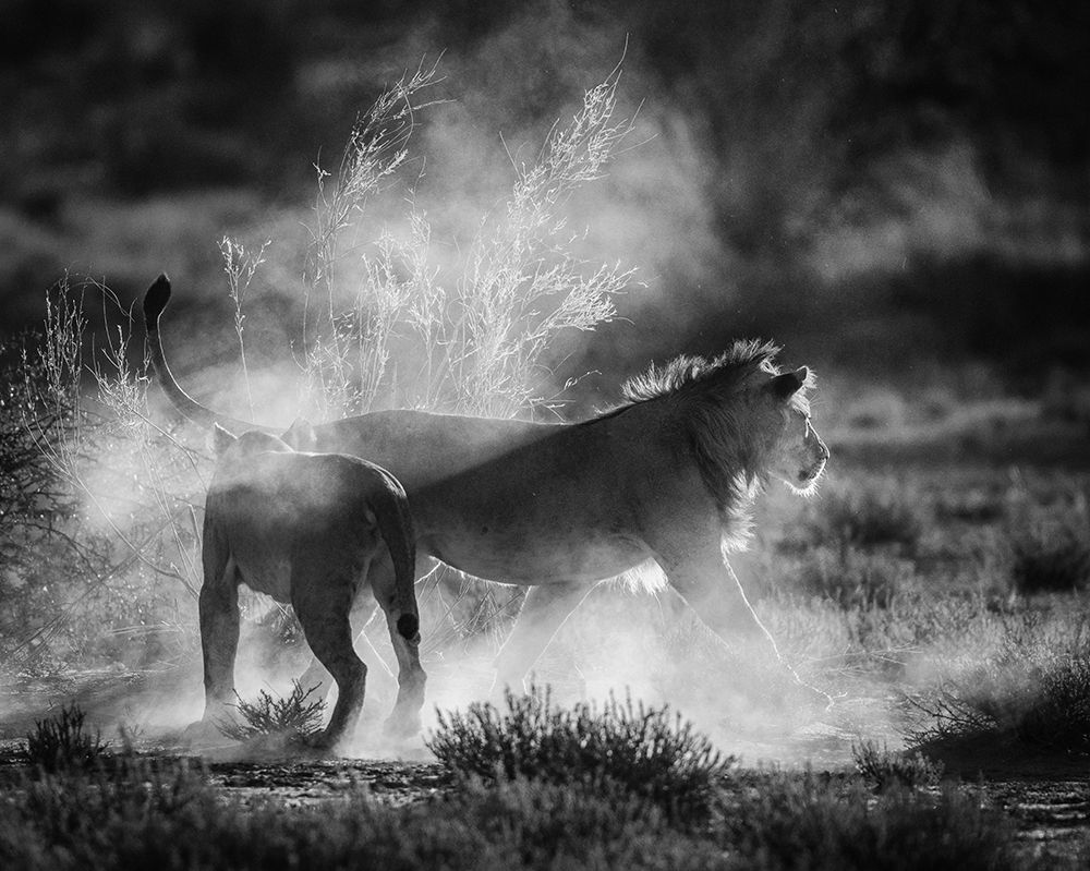 DUST CATS art print by Jaco Marx for $57.95 CAD