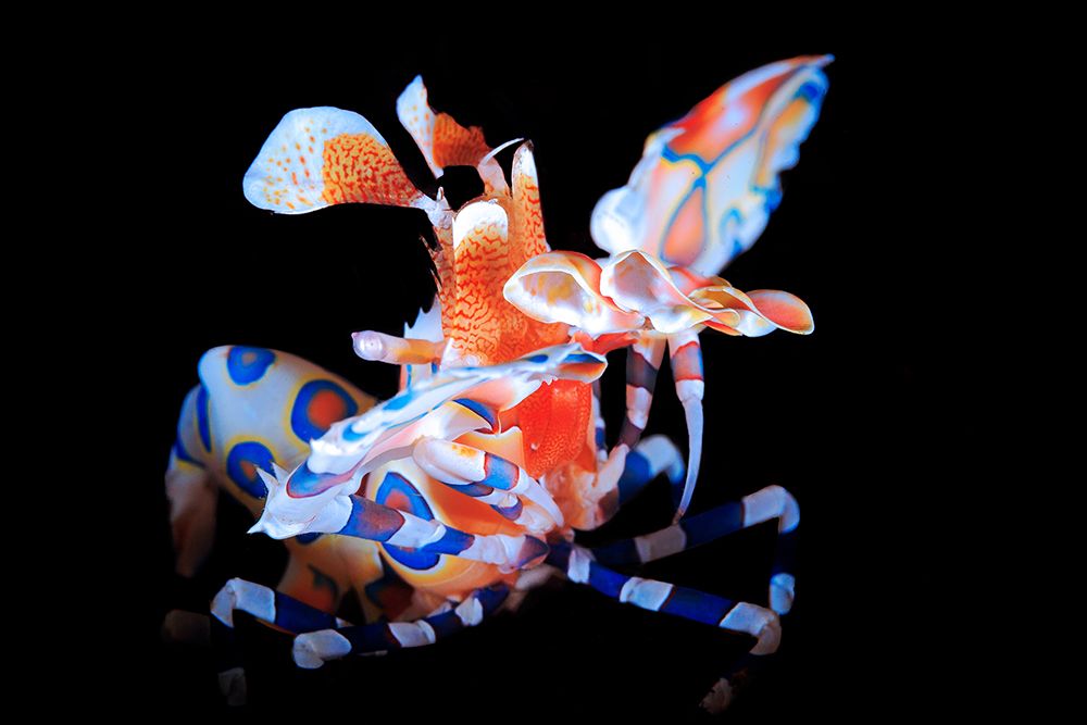 Harlequin Shrimp art print by Barathieu Gabriel for $57.95 CAD