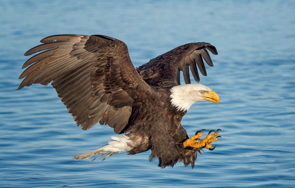 Fishing Eagle art print by Cheryl Schneider for $57.95 CAD