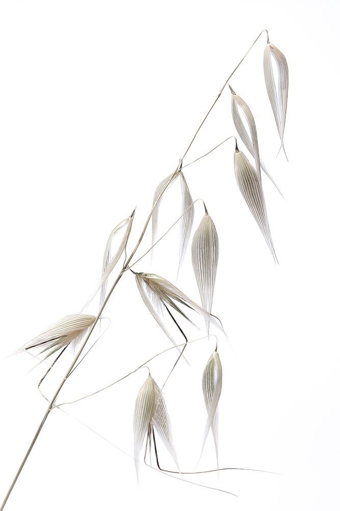 Reed Delicacy art print by Thierry Lagandre for $57.95 CAD