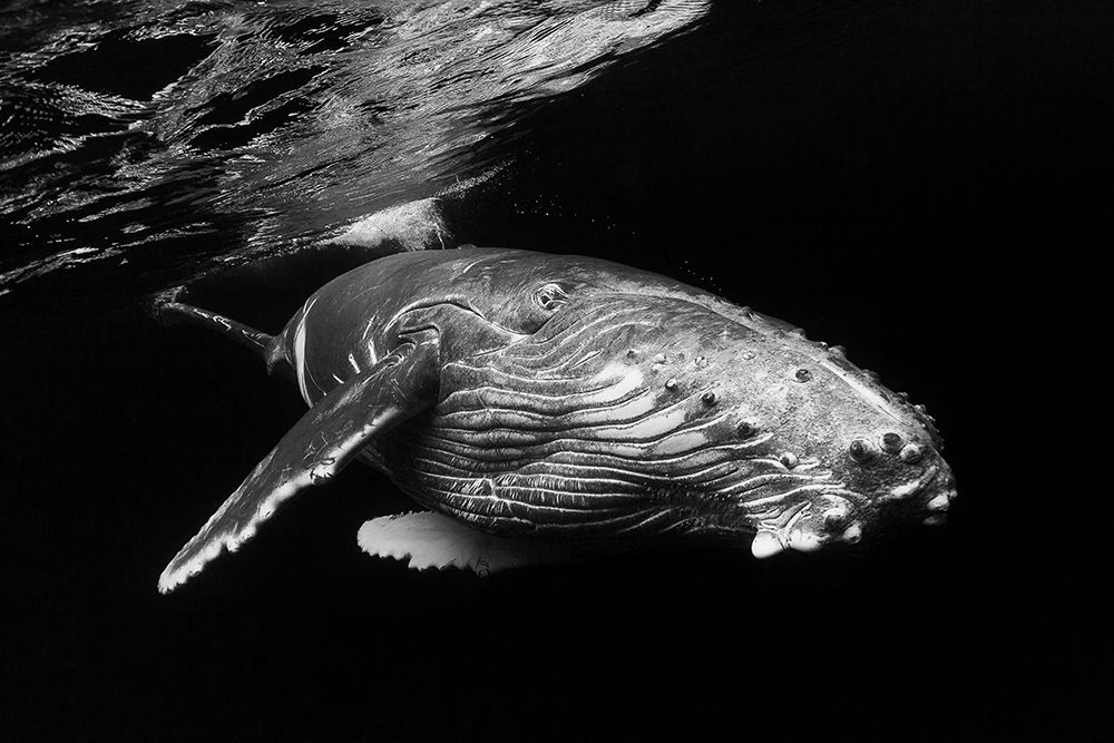 Humpback Whale Calf art print by Barathieu Gabriel for $57.95 CAD