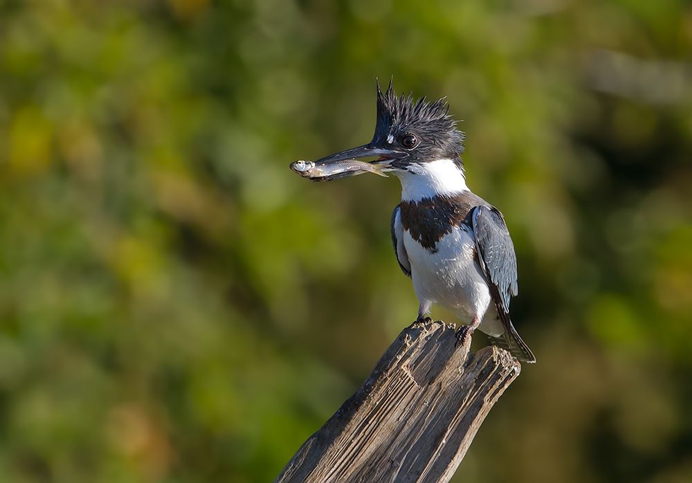 Belted kingfisher with fish art print by Jim Cumming for $57.95 CAD