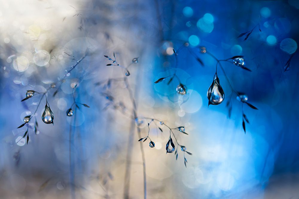 Blue Rain art print by Heidi Westum for $57.95 CAD