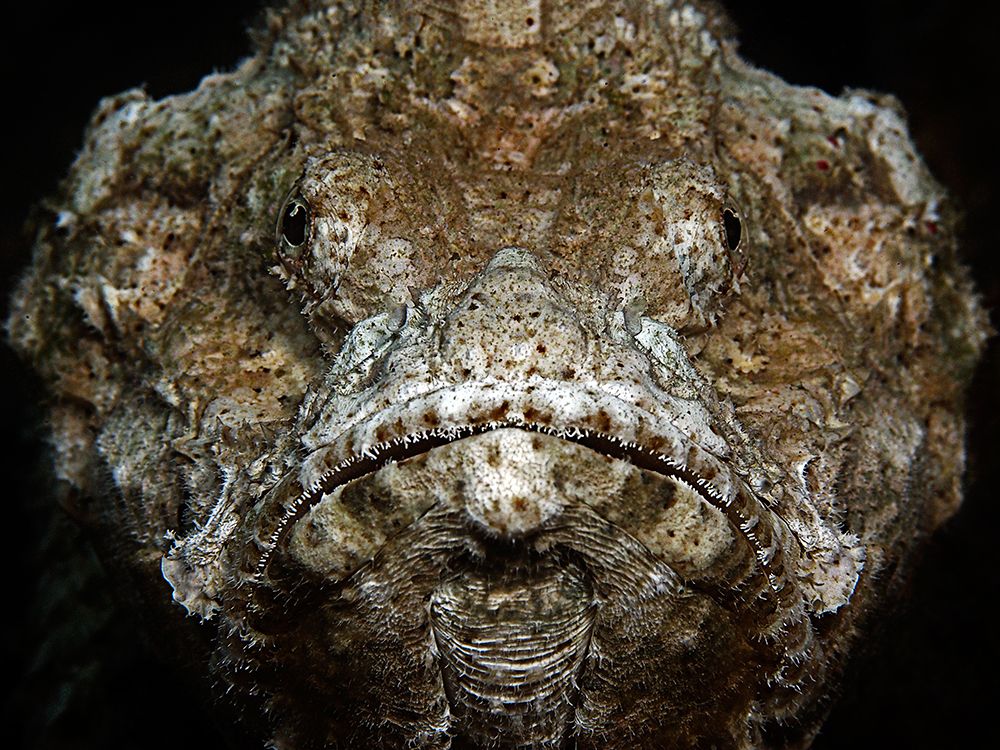 Scorpionfish Portrait art print by Henry Jager for $57.95 CAD