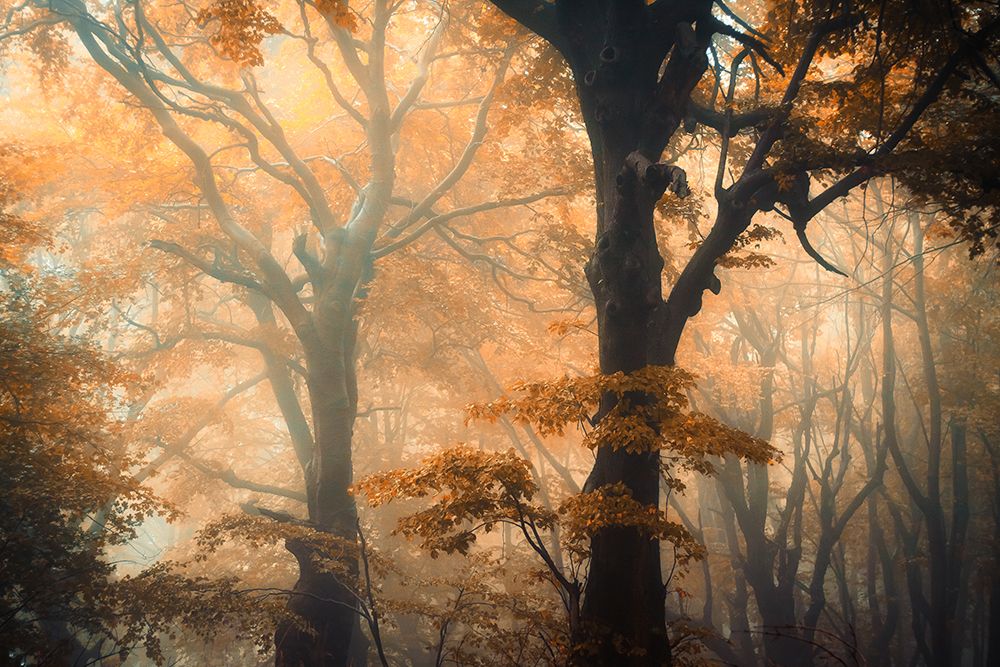 Reverse and Forward art print by Ildiko Neer for $57.95 CAD