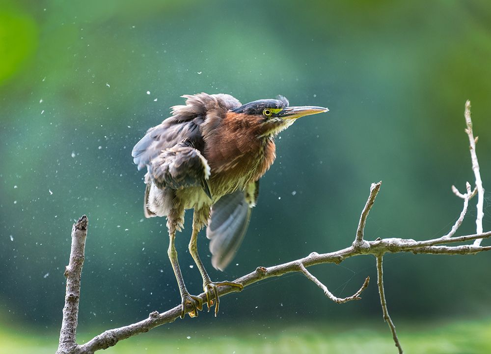 Green Heron Shaking Off art print by Kevin Wang for $57.95 CAD