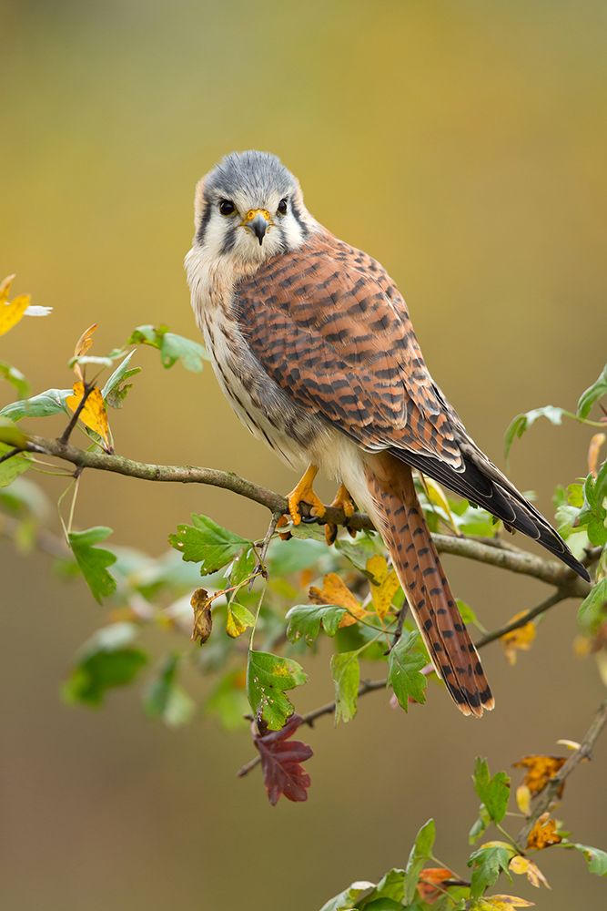 American kestrel art print by Milan Zygmunt for $57.95 CAD