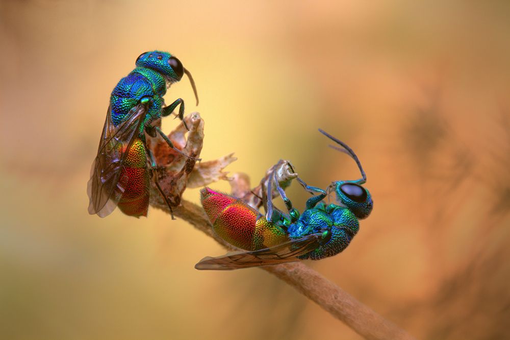 Jewel wasps art print by Jimmy Hoffman for $57.95 CAD