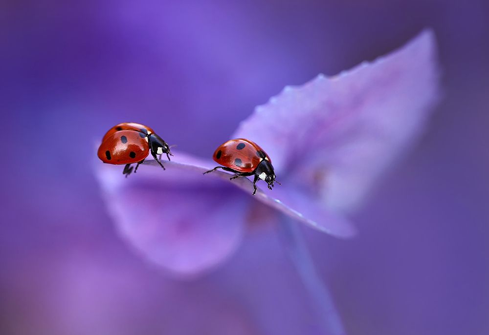 Ladybirds on Hydrangea... art print by Ellen van Deelen for $57.95 CAD