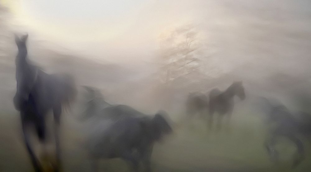 Horses art print by Milan Malovrh for $57.95 CAD