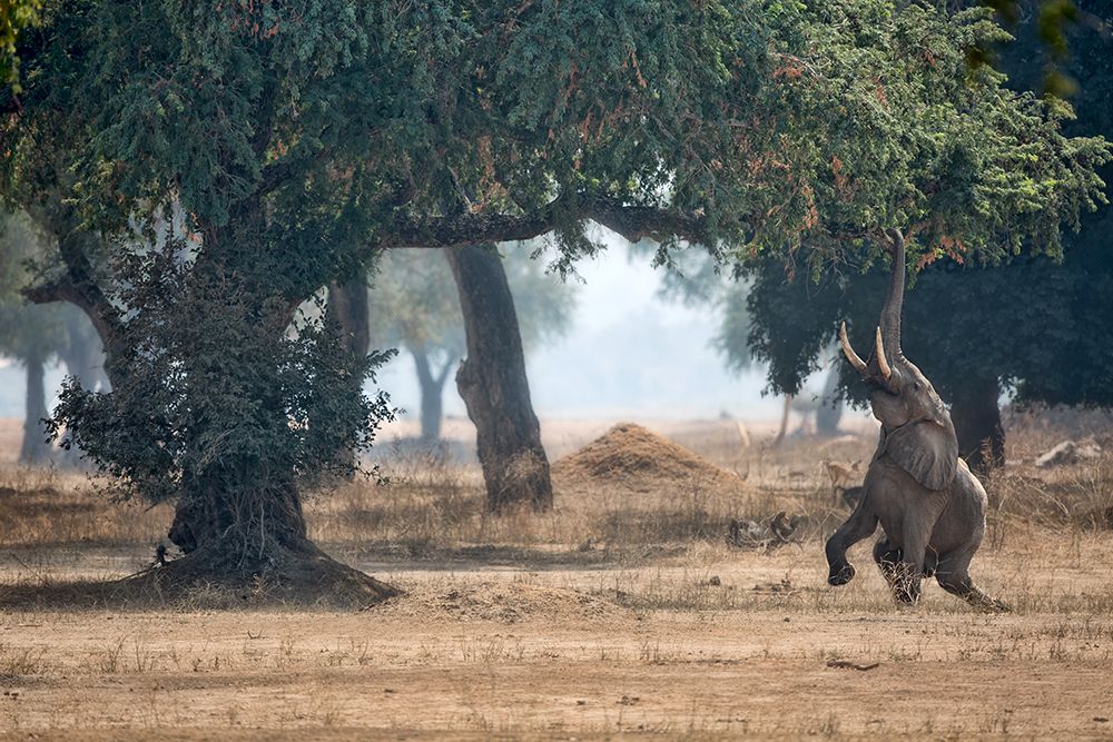 Mana Pools Secret art print by Alessandro Catta for $57.95 CAD