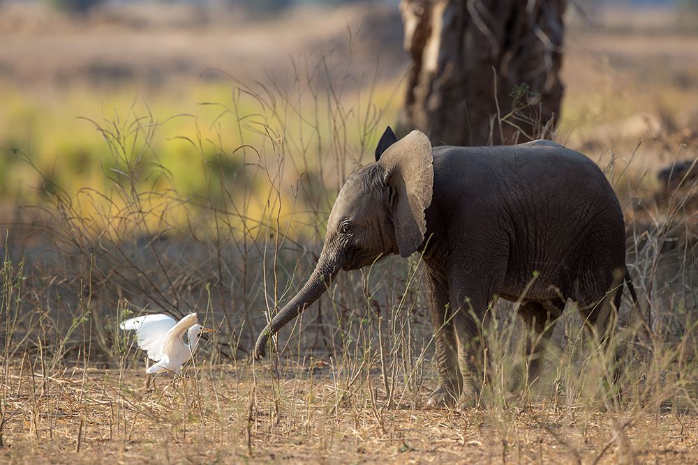 Elephant Cub VS Egret art print by Alessandro Catta for $57.95 CAD