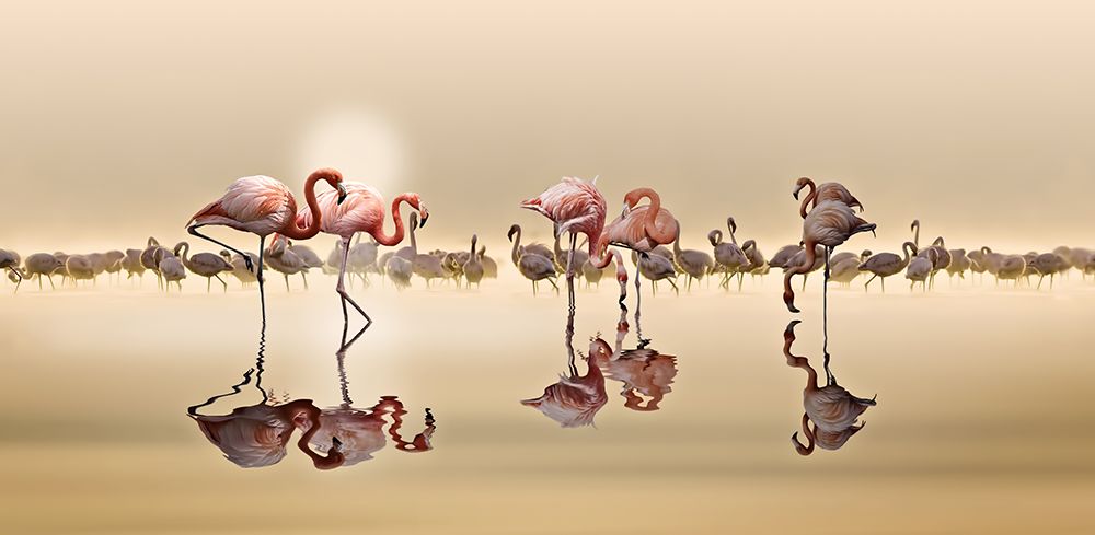 Flamingos art print by Nasser Osman for $57.95 CAD