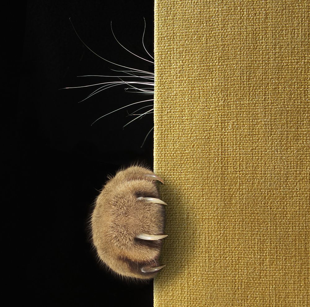 Shy Cat ... art print by Iryna Kuznetsova for $57.95 CAD