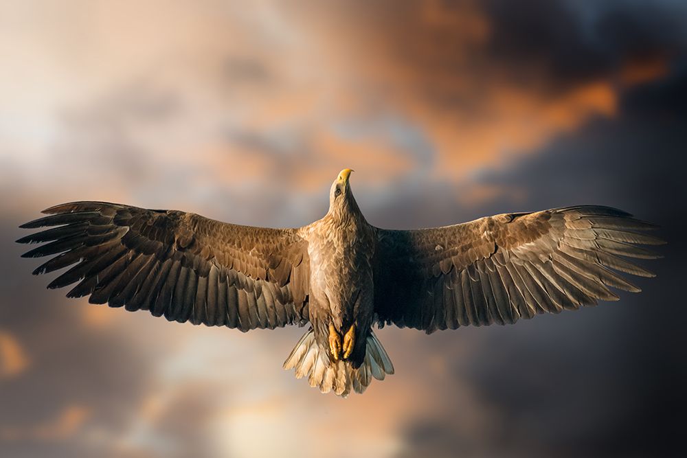 The Last Flight art print by Alberto Ghizzi Panizza for $57.95 CAD