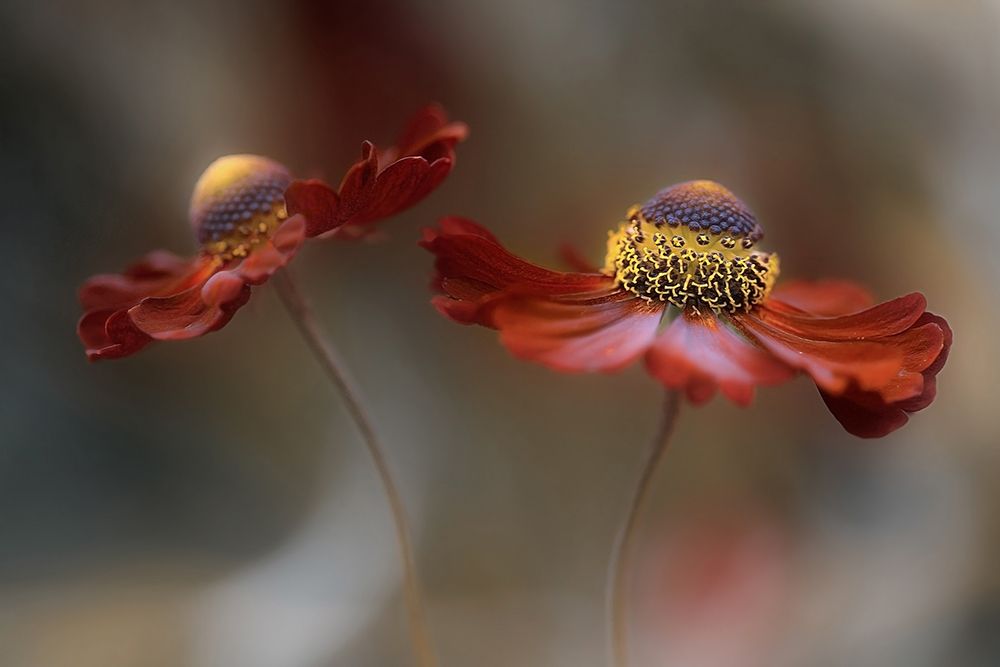 Helenium Dance art print by Mandy Disher for $57.95 CAD
