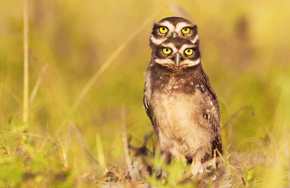 4 eyes! art print by Itamar Campos for $57.95 CAD