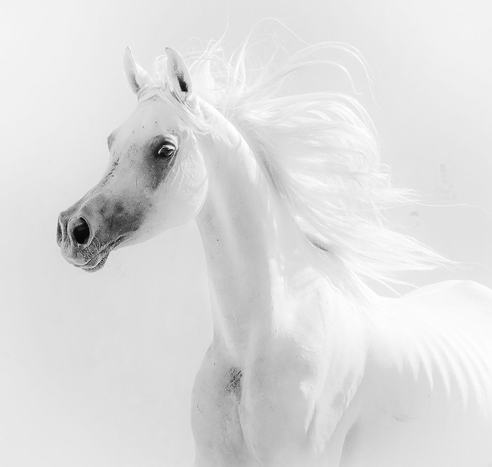 Dream Horse art print by Alaa El Deeb for $57.95 CAD