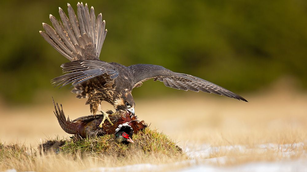 Peragrine falcon art print by Milan Zygmunt for $57.95 CAD