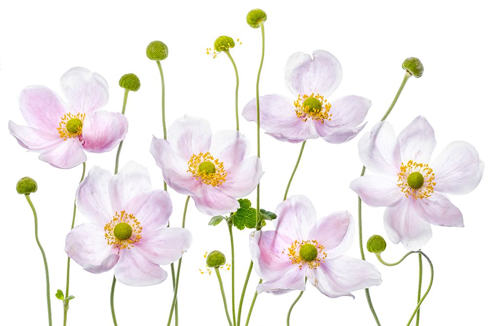 Japanese Anemones art print by Mandy Disher for $57.95 CAD