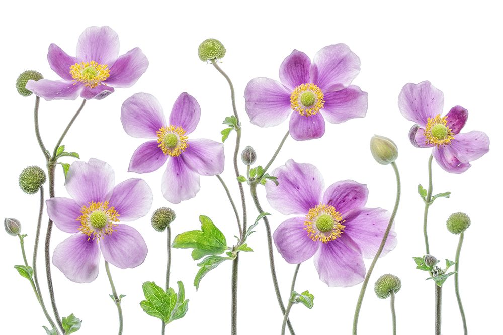 Anemone Japonica art print by Mandy Disher for $57.95 CAD