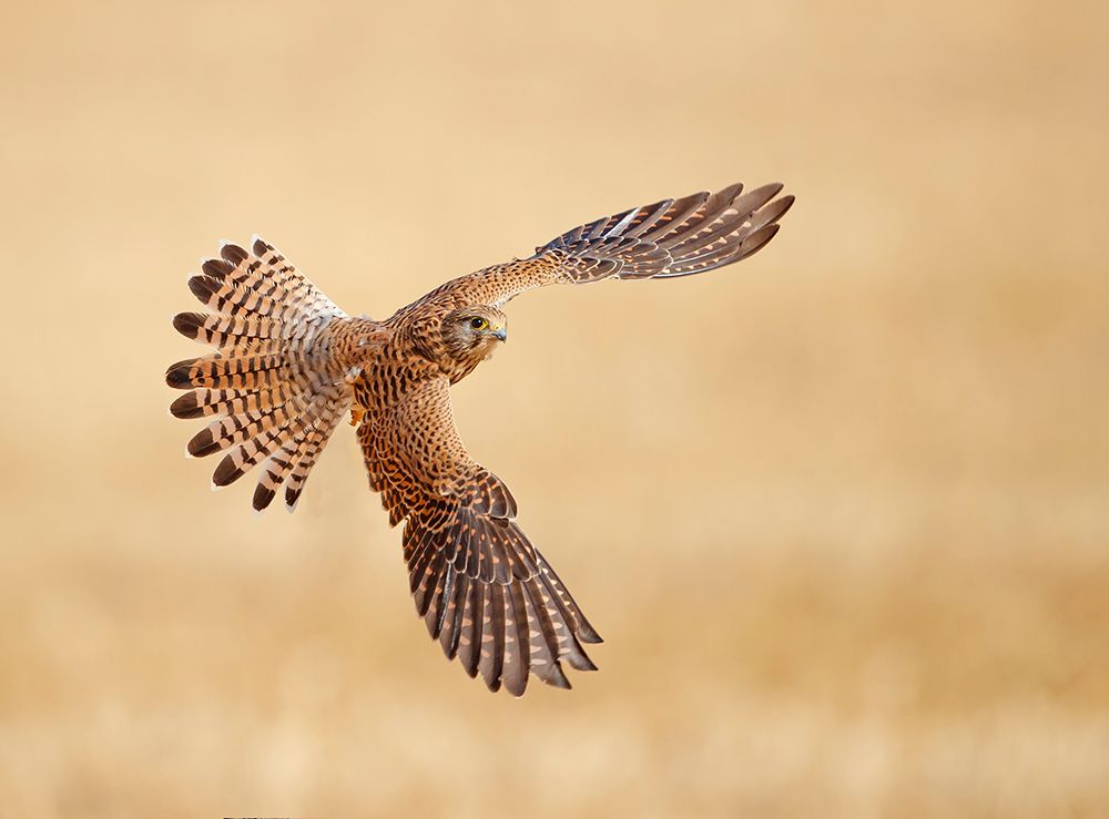 Common Kestrel art print by Shlomo Waldmann for $57.95 CAD