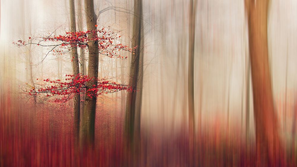 Red Leaves. art print by Leif Londal for $57.95 CAD