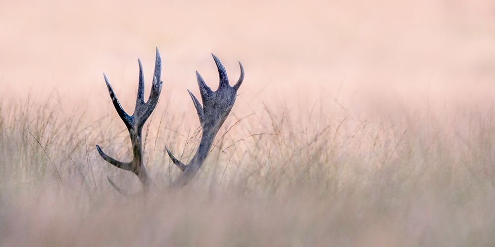 Hide a Seek - Horn of Stag art print by Kutub Uddin for $57.95 CAD